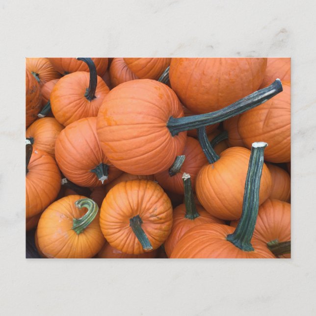 Pumpkin Pile! Postkarte (Vorderseite)