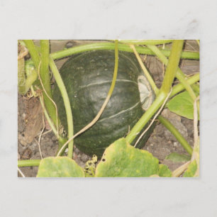 Pumpkin Postkarte