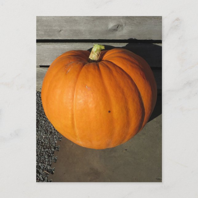 Pumpkin Postkarte (Vorderseite)