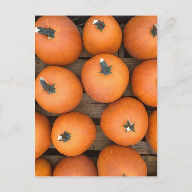Pumpkin Rows Postkarte (Vorderseite)