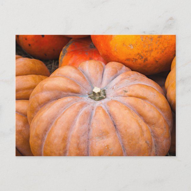 Pumpkin-Saison Postkarte (Vorderseite)