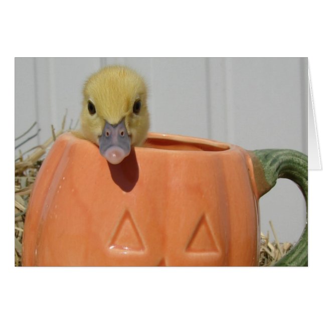 Pumpkin Spice (Vorderseite (Horizontal))