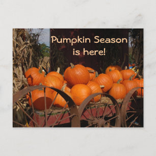 Pumpkin Wagon Foto Postcard Postkarte