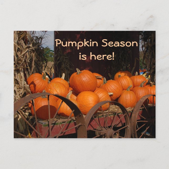 Pumpkin Wagon Foto Postcard Postkarte (Vorderseite)