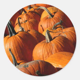 Pumpkins-Aufkleber Runder Aufkleber