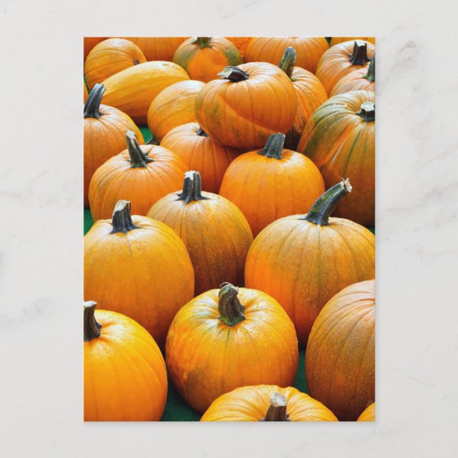 PUMPKINS AUTUMN POSTCARDS POSTKARTE (Vorderseite)