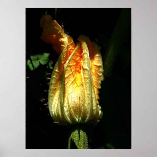 Pumpkins blüht wertvolles Plakatpapier Poster (Vorne)