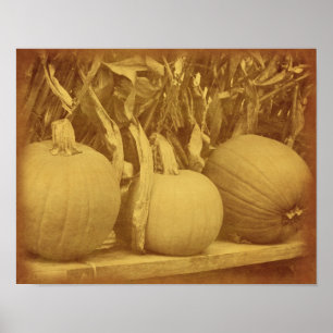 Pumpkins Cornstalks fallen Vintag aussehen Poster