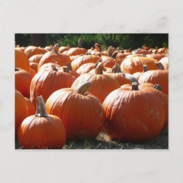 Pumpkins Foto für Herbst, Halloween oder Erntedank Feiertagspostkarte