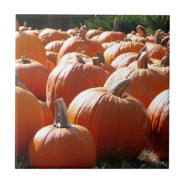 Pumpkins Foto für Herbst, Halloween oder Erntedank Fliese (Vorderseite)