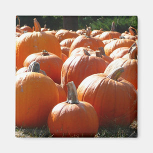 Pumpkins Foto für Herbst, Halloween oder Erntedank Magnet