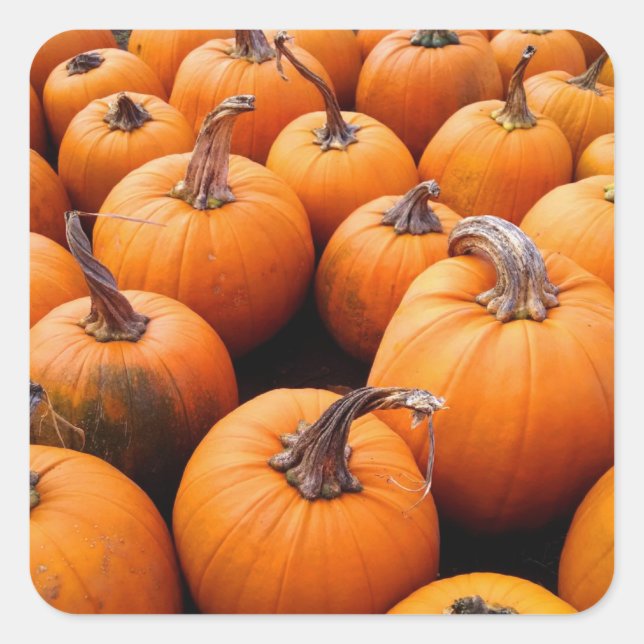 Pumpkins Galore Quadratischer Aufkleber (Vorderseite)