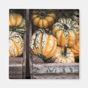 "PUMPKINS" LEBENSMITTELKÜHLSCHRANK MAGNET