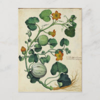 Pumpkins Squash Vintage botanische Druckerei