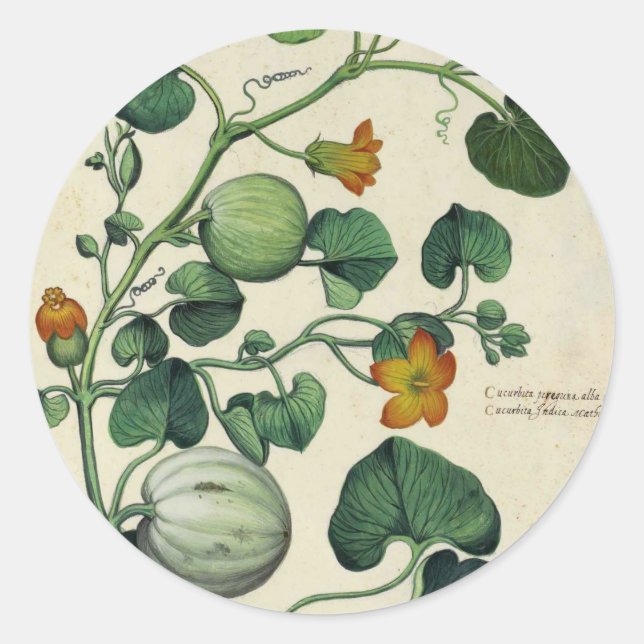 Pumpkins Squash Vintage botanische Druckerei Runder Aufkleber (Vorderseite)