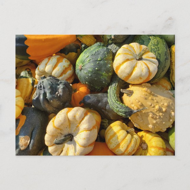 Pumpkins und Gourds Autumnal Postkarte (Vorderseite)