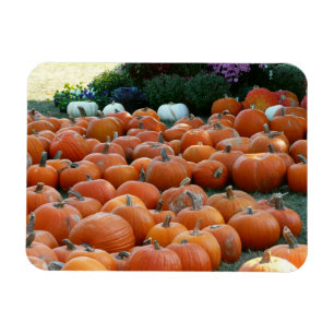 Pumpkins und Mums Herbsternte Fotografie Magnet