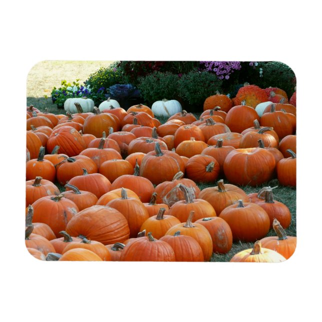 Pumpkins und Mums Herbsternte Fotografie Magnet (Horizontal)