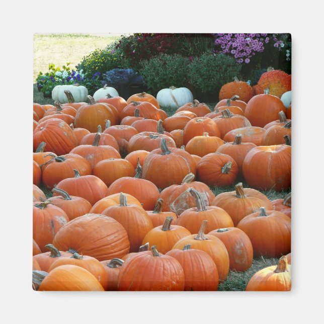 Pumpkins und Mums Herbsternte Fotografie Magnet (Vorne)
