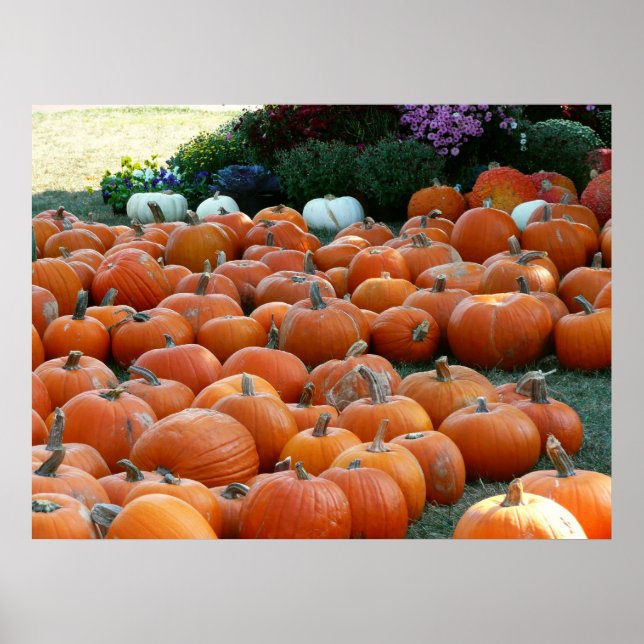 Pumpkins und Mums Herbsternte Fotografie Poster (Vorne)