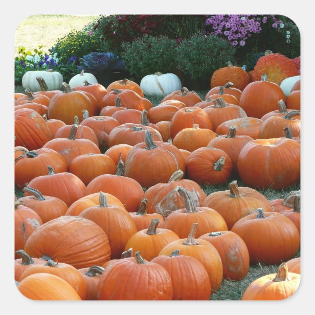 Pumpkins und Mums Herbsternte Fotografie Quadratischer Aufkleber (Vorderseite)