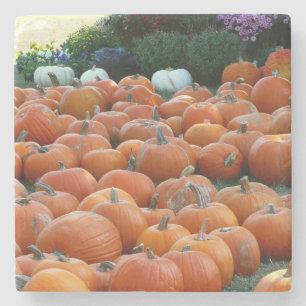Pumpkins und Mums Herbsternte Fotografie Steinuntersetzer