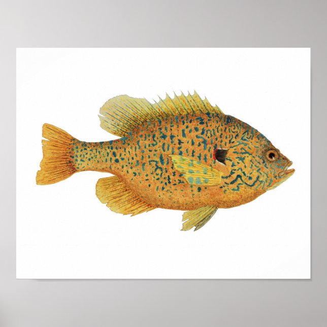 Pumpkinseed Sunfish Art Poster (Vorne)