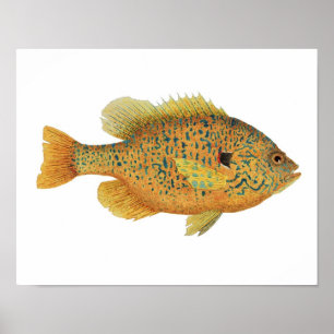 Pumpkinseed Sunfish-Kunst-Plakat Poster