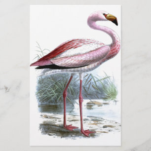Puna Flamingo Vintag Illustration Briefpapier