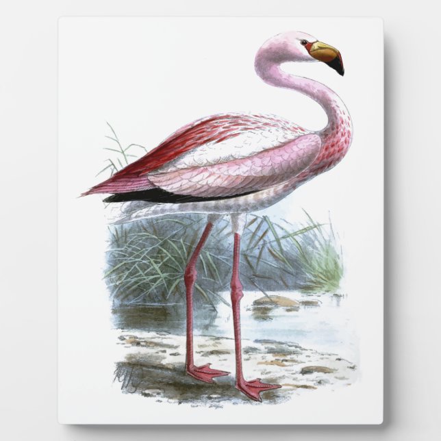 Puna Flamingo Vintag Illustration Fotoplatte (Vorderseite)