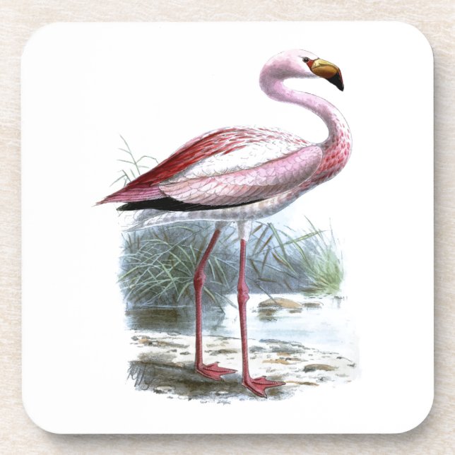 Puna Flamingo Vintag Illustration Untersetzer (Vorderseite)