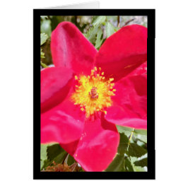 Punch en velours floral - Chanson de Sol. 16:10 Sa