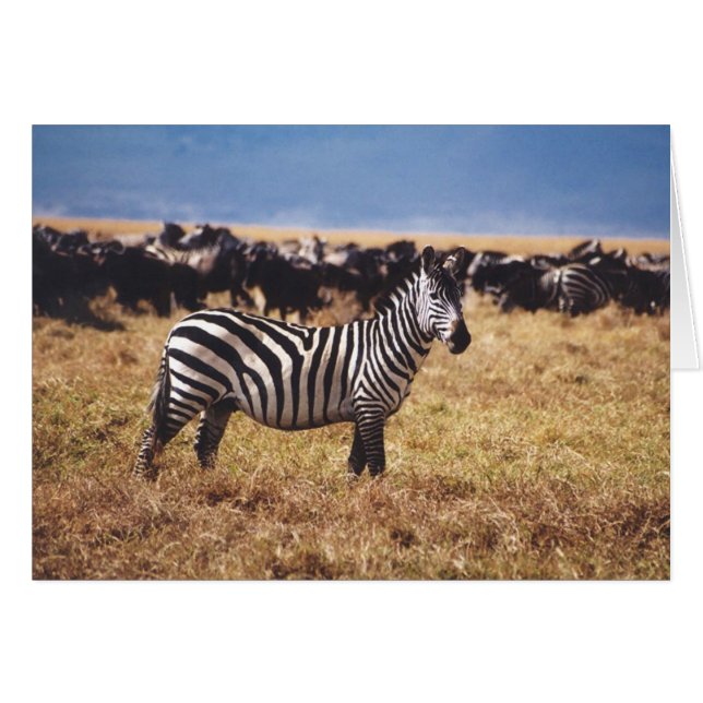 Pundamilia (Zebra) (Vorderseite (Horizontal))