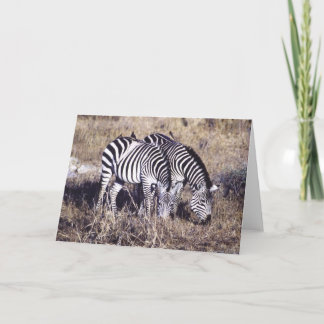 Pundamilia (Zebra) Paare Karte