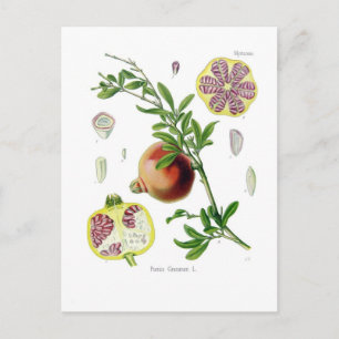 Punica granatum (Pomegranate) Postkarte