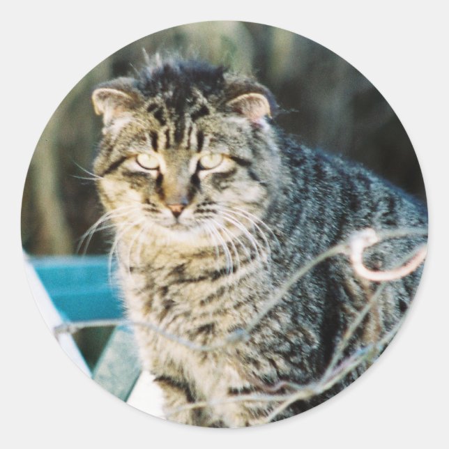 Punk Rock Feral Tom Cat Runder Aufkleber (Vorderseite)