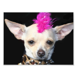 Punkrock-Chihuahua Fotodruck