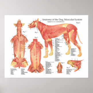 Punktdiagramm zur Muskelanatomie des Hundes Poster