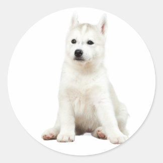 "Pup Perfection - Adorable Hunde Stickers
