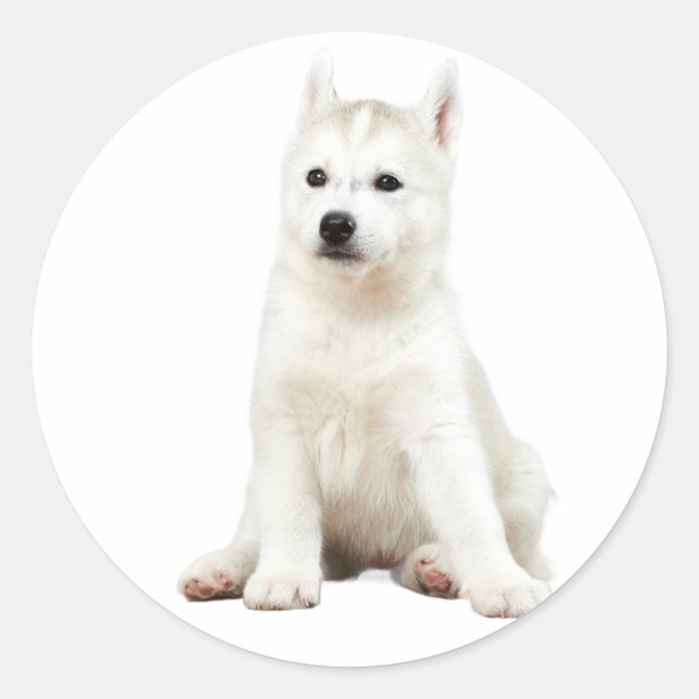 "Pup Perfection - Adorable Hunde Stickers (Vorderseite)