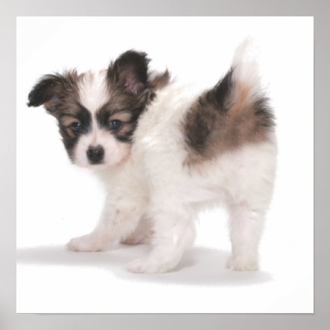 PUP SUCHT ÜBER SHOULDER POSTER (Vorne)