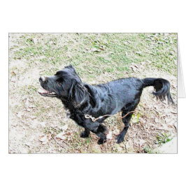 Pup Wartete, zu Fuß zu gehen