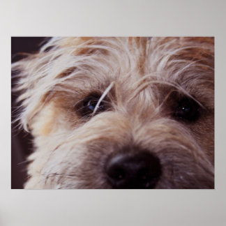 Puppenfoto nah Poster