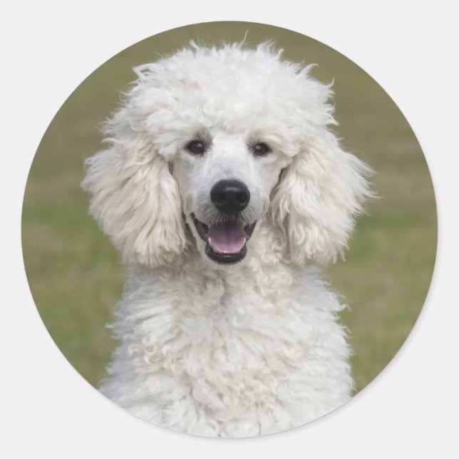 Puppenhund Runder Aufkleber (Vorderseite)