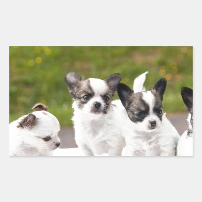 puppies-453532.jpg rechteckiger aufkleber (Vorderseite)