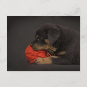Puppy 2 postkarte