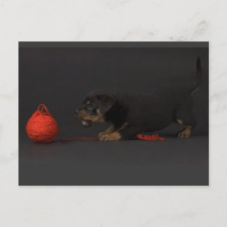 Puppy 3 postkarte