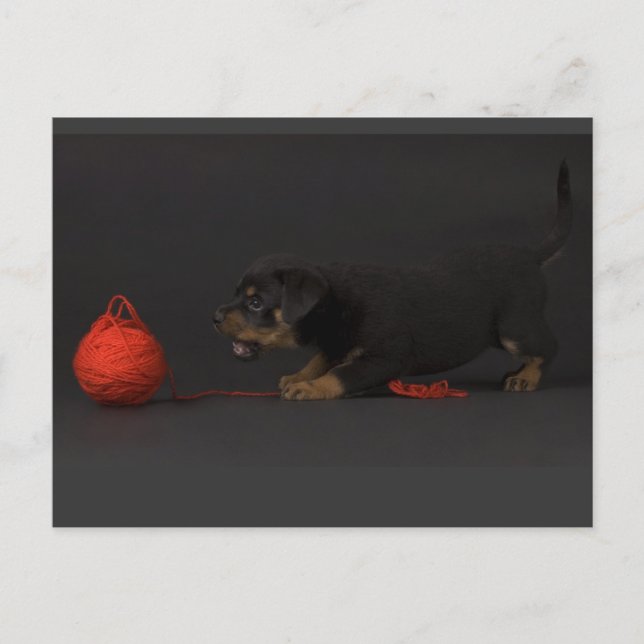 Puppy 3 postkarte (Vorderseite)