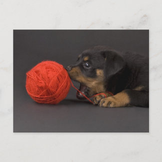 Puppy 4 postkarte