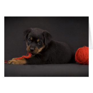 Puppy 5